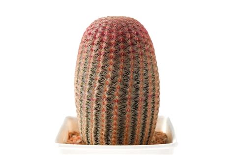 Planta Suculenta De Cactus Sobre Fondo Blanco Foto Premium