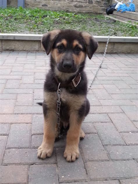 9 Week Old Kc Reg German Shepherd Puppy Huddersfield West Yorkshire