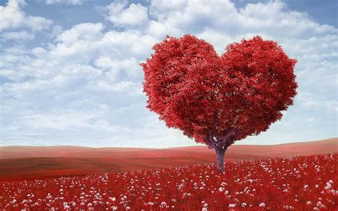 Hd Wallpaper Heart Shaped Tree On Red Field Under Blue Sky Outdoors Flowers Wallpaper Flare