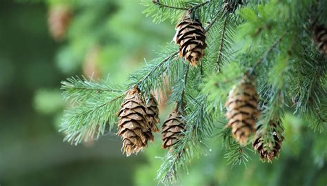 Types Of Coniferous Trees Garden Guides