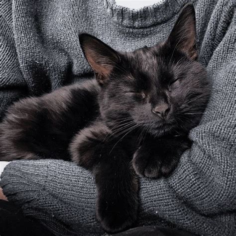 Pin By On Rp Cat Aesthetic Black Cat Aesthetic Cats And Kittens