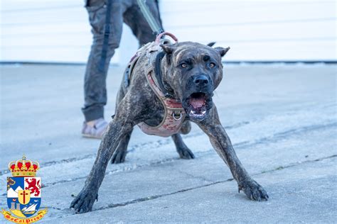 Tigra - Reverse Brindle Presa Canario Female • SoCalPresa: Top-Rated ...