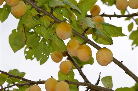 gelbe Reneklode Oullins Reneklode kaufen