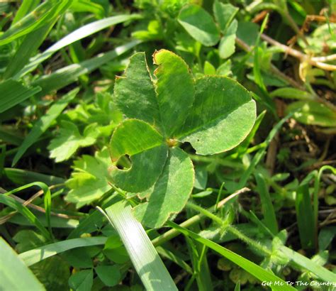 Get Me To The Country Four Leaf Clover Tea