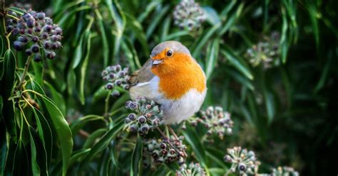 Male And Female Robins How To Tell The Difference Birdfact