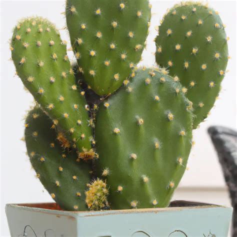 ¿qué Cactus Dan Suerte Aquí Te Contamos Todo Lo Que Necesitas Saber