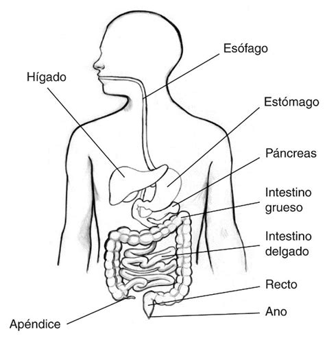 Sistema Digestivo Para Colorear Sistema Digestivo