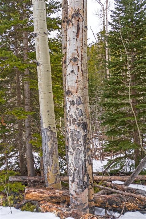 Aspen Tree Bark Close Up in Early Spring Stock Photo - Image of early ...