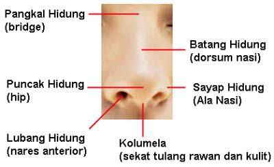 Anatomi Hidung Manusia