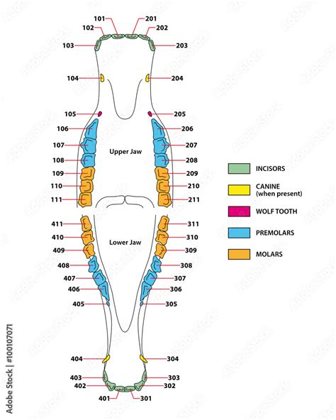 construction of a horse teeth dental formula Stock Vector | Adobe Stock