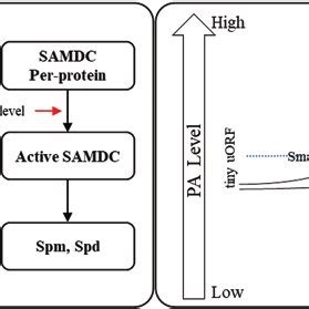 Processes Involved In Homeostasis Of Polyamine In Cells A