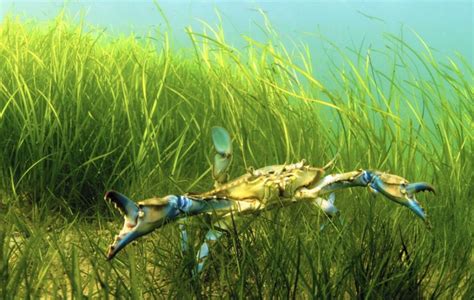 Some Good News Chesapeake Underwater Grasses Up 8 Acreage Highest In