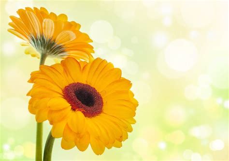 Kwiaty Gerbera Gerbera Amazing Flowers Yellow Flower Wallpaper