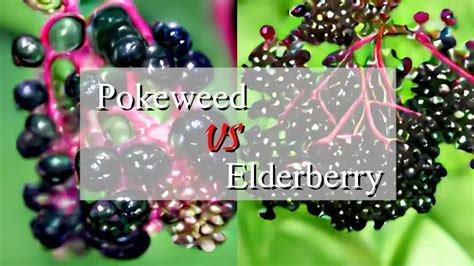 Pokeweed Vs Elderberry How To Avoid Big Risky Mistakes Detox