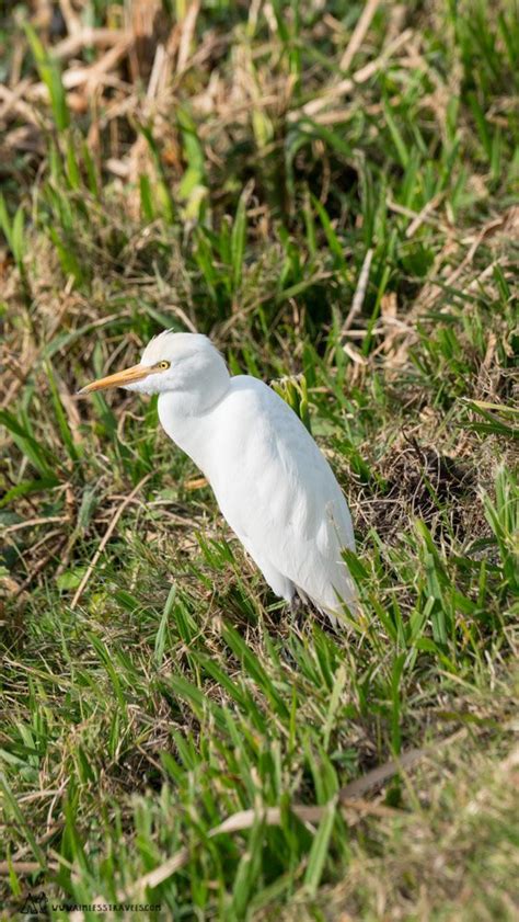 Lake Apopka Wildlife Drive: Photography Tips - Aimless Travels