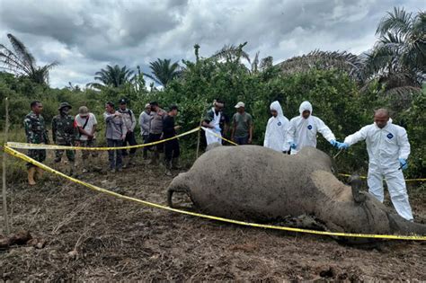 Keracunan Pupuk Gajah Sumatera Ditemukan Mati Di Aceh Timur Mongabay