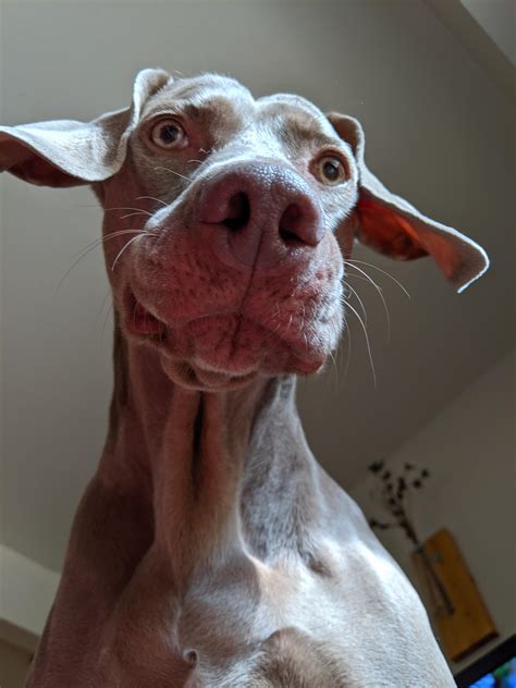 The last thing the toy sees before inevitable destruction. : r/weimaraner