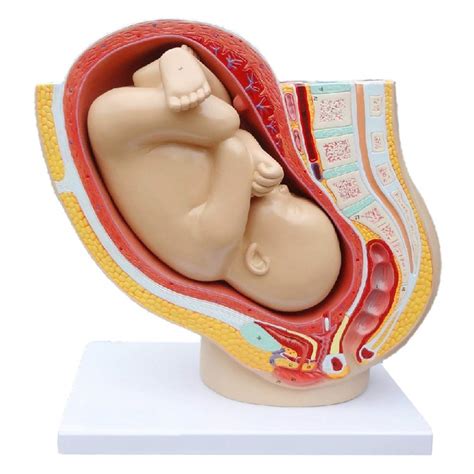 Buy Anatomical Pelvic Model Female Pregnancy Full Term Fetal Pelvic