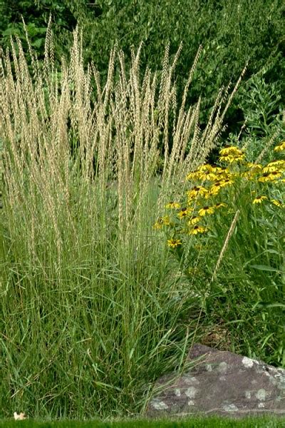 Buy Side Oats Grama Grass Bouteloua Curtipendula Free Shipping 1 Gallon Pot Wilson Bros