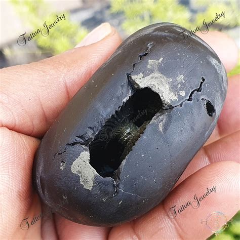 Golden Vishnu Shaligram Mahavishnu Shaligram Shaligram Shila Gandaki