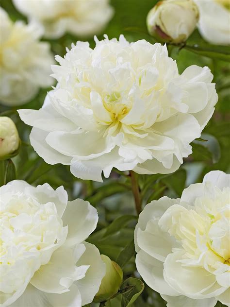 Peony Roots 'Duchesse de Nemours' | DutchGrown™ UK