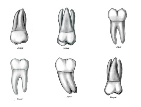 Identify Molar By Lingual View Diagram Quizlet