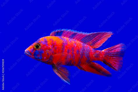 Colorful of ornamental fish, African Cichlids, Malawi Peacock in fish ...