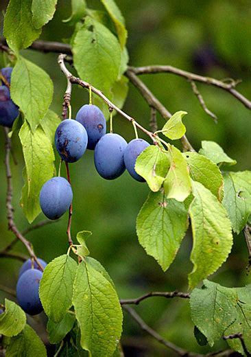 Plum Tree: Pictures, Images, Photos, Facts on Plums