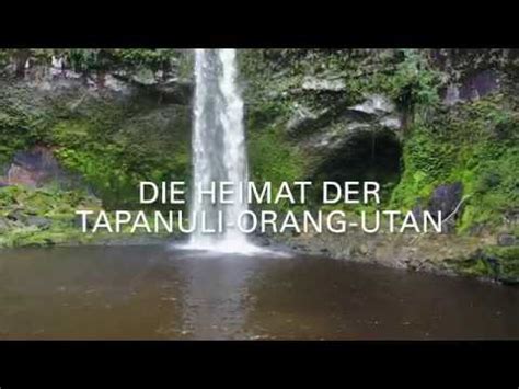 Batang Toru Heimat Der Letzten Tapanuli Orang Utan YouTube