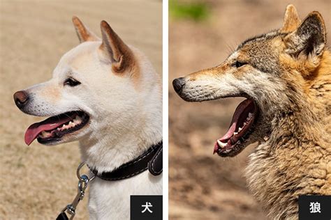 オオカミ（狼）みたいな犬？狼犬とは？ウルフドッグと犬の祖先、狼と犬の違いについて