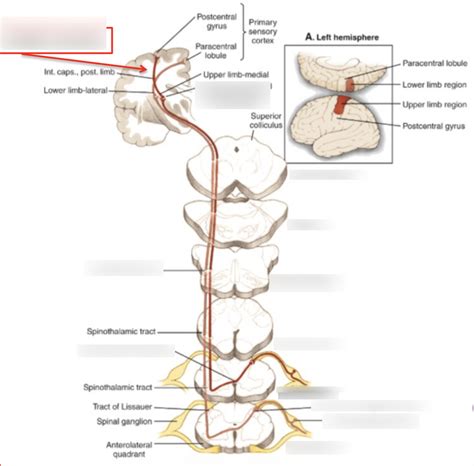 Spinothalamic Tract Diagram Diagram Quizlet