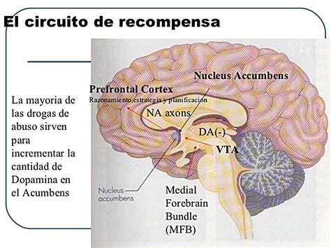 Cómo funciona el sistema de recompensa del cerebro