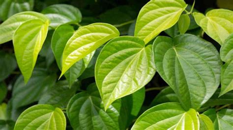 Curved Leaf Bones On Plants Know Their Features World Today News