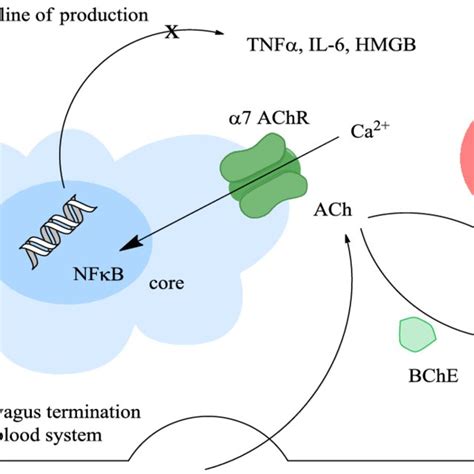 Pdf Inhibitors Of Acetylcholinesterase And Butyrylcholinesterase Meet