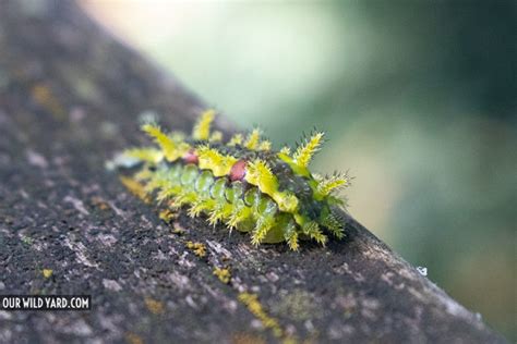 Spiny Oak Slug Caterpillar Euclea Delphinii Our Wild Yard