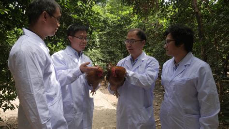 【学习强国】现代农业广东省农业科学院获批建设广东省现代家禽种业产业园广东省农业科学院