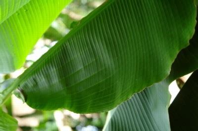 growing banana nutrient deficiencies haifa group