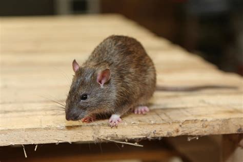 Real Health Risks Posed By Mice And Rat Infestations