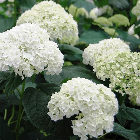 Incrediball Hydrangea Hydrangea Arborescens Incrediball By Proven Davenport Garden Centre