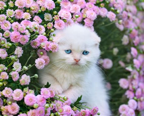 Premium Photo | Portrait of cute kitten in flowers