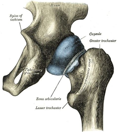 Hip Labral Tear Hip Arthroscopy Hip Anatomy Hip Injuries