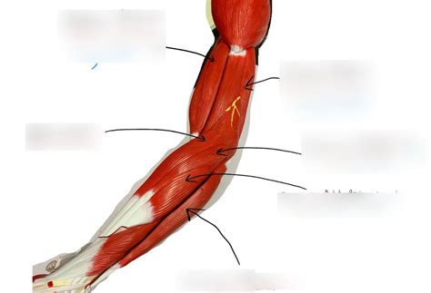 Extensor Muscles X2 Diagram Quizlet