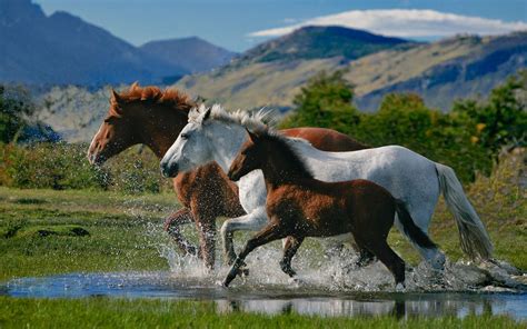 Beautiful Horse Pictures Desktop Background