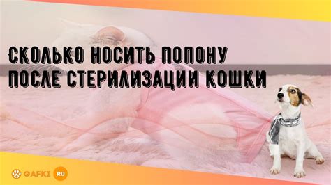 Сколько носить попону после стерилизации кошки - YouTube