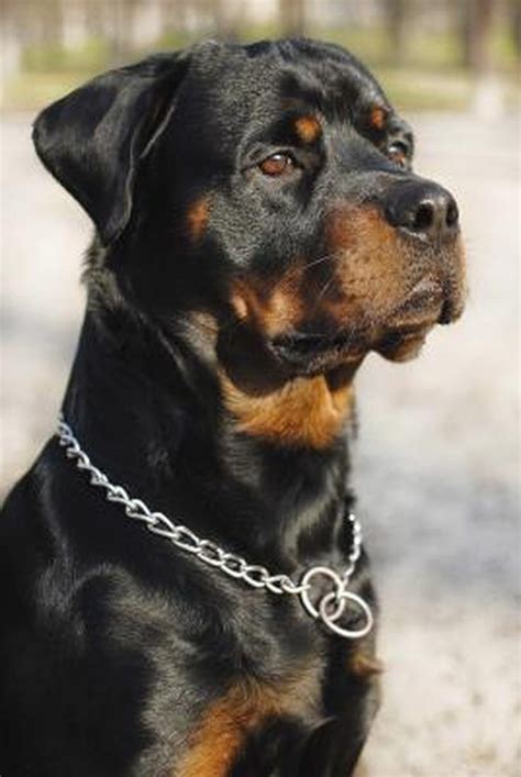 German Rottweiler And American Rottweiler What Is The Difference