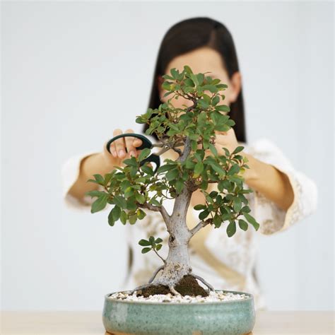 The Steps to Prune the Perfect Jade Bonsai