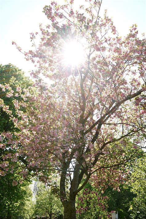 Arbre En Fleurs Le Printemps Photo Gratuite Sur Pixabay Pixabay