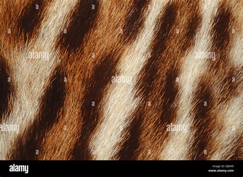 Tiger Fur Texture Stock Photo Alamy