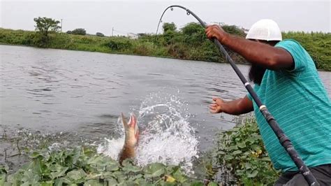 Incredible Fishing Big Rohu Fish Catching Village Fishing Rohu