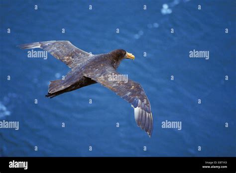 Southern Giant Petrel Giant Petrel Macronectes Giganteus Flying